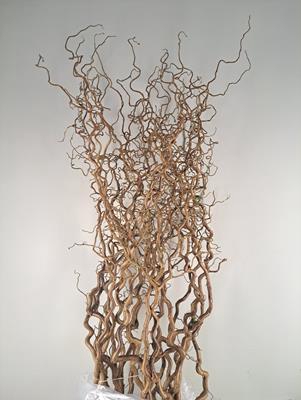 <h4>Corylus (2-jarig)</h4>