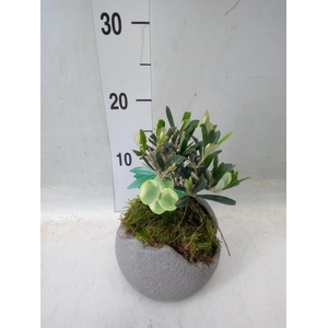 Arr.   Tuinplanten L%