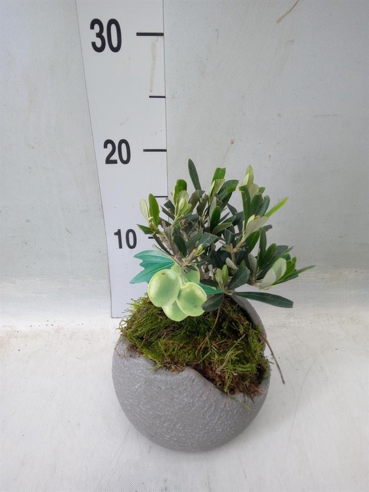 <h4>Arr.   Tuinplanten L%</h4>