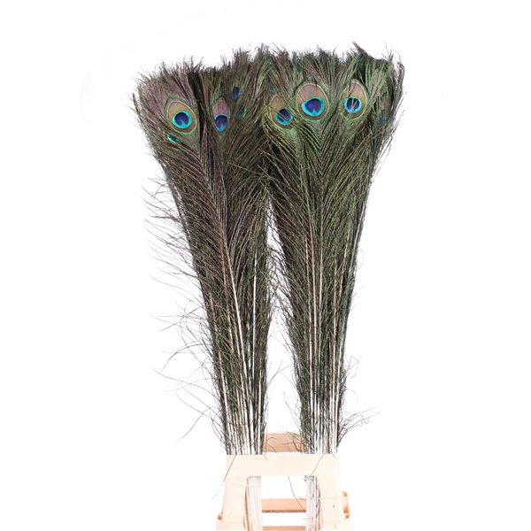 <h4>Peacock feathers 110/120cm</h4>