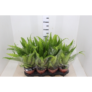 ASPLENIUM OSAKA VARIADO P14