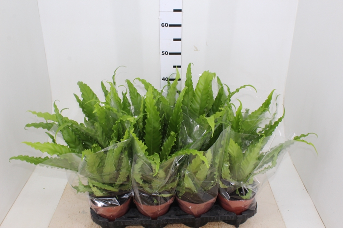 ASPLENIUM OSAKA VARIADO P14