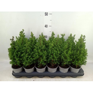 Chamaecyparis thyo. 'Alpica'