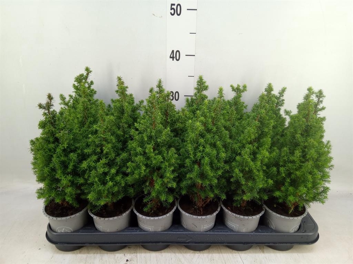 <h4>Chamaecyparis thyo. 'Alpica'</h4>