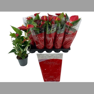 ANTHU AN SUCCESS RED