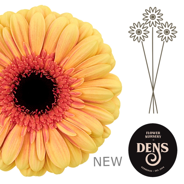 <h4>GE GR EVERGLOW</h4>