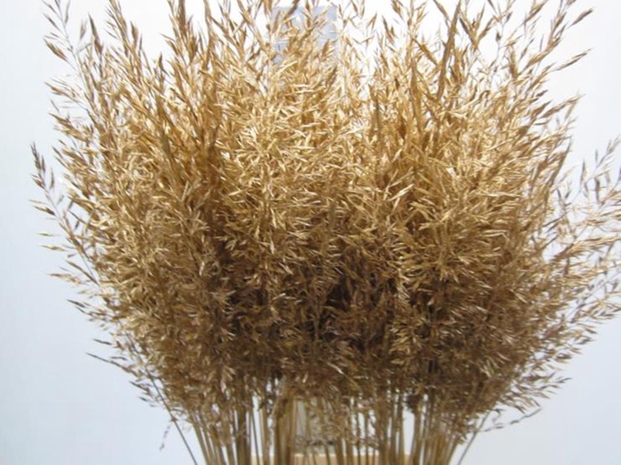 <h4>Calamagrostis Brachy Antiek</h4>