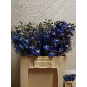 Delph Du Aurora Blue