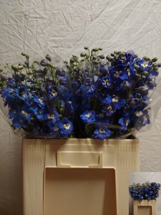 <h4>Delph Du Aurora Blue</h4>