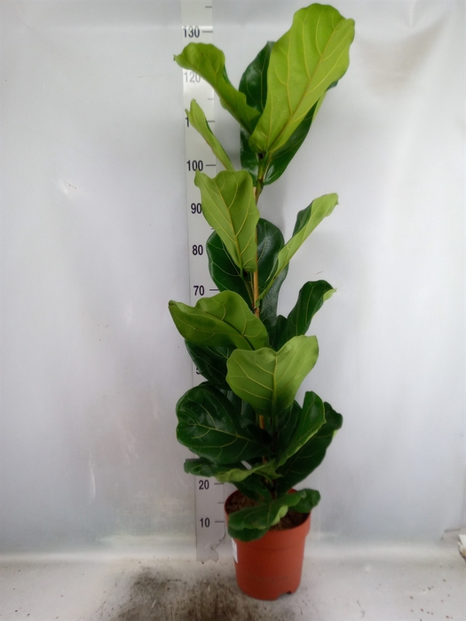 <h4>Ficus lyrata</h4>