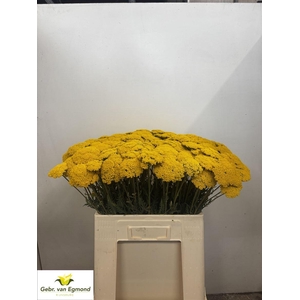 Achillea F Park Variety
