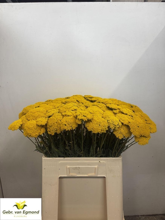 <h4>Achillea F Park Variety</h4>