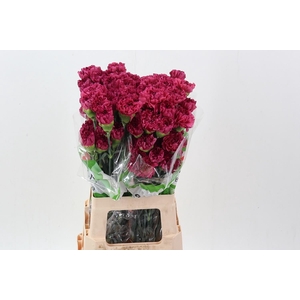 Dianthus ST 'Bernard'