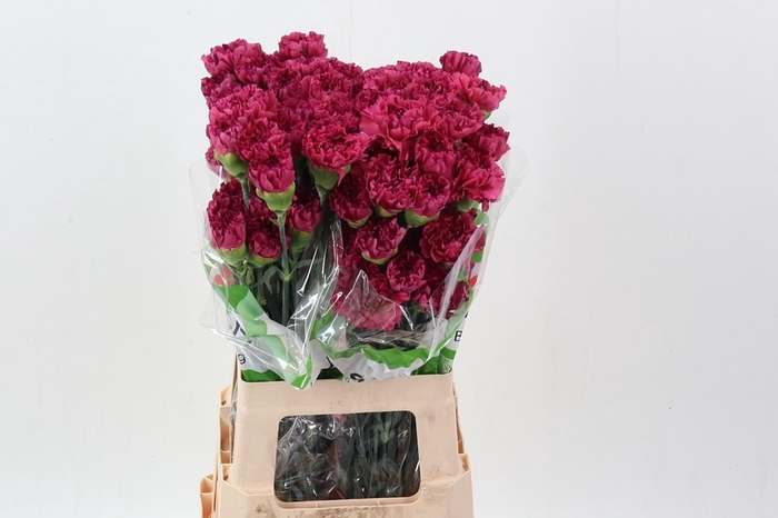 <h4>Dianthus ST 'Bernard'</h4>
