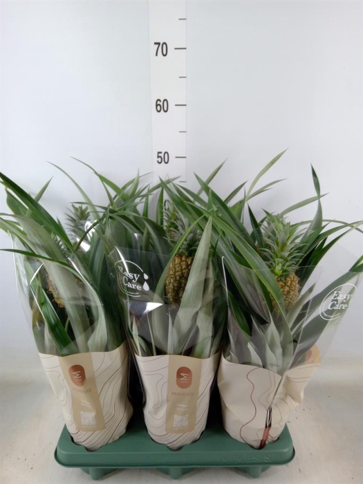 <h4>Ananas  'Rosita'</h4>