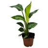 Strelitzia nicolai