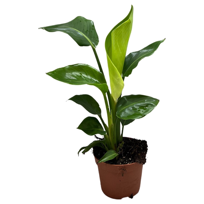 <h4>Strelitzia nicolai</h4>