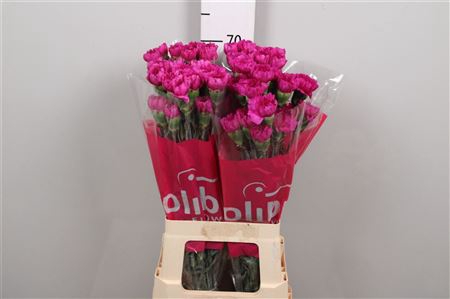 <h4>Di St Dark Farida</h4>