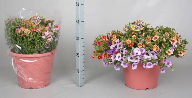 <h4>CALIB MINIF GEM POT</h4>