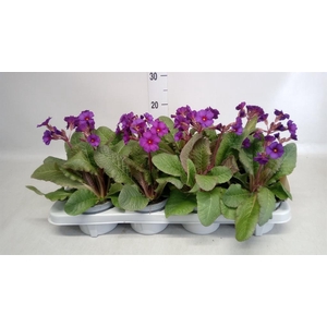 Primula elat. 'Gold Nugget'  ...mix