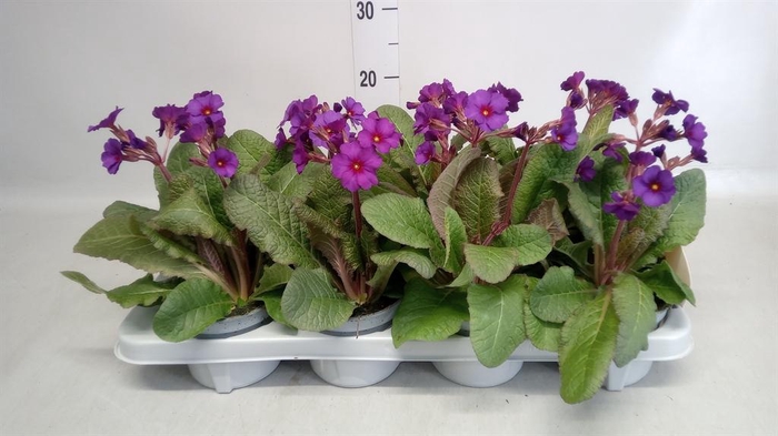 <h4>Primula elat. 'Gold Nugget' ...mix</h4>