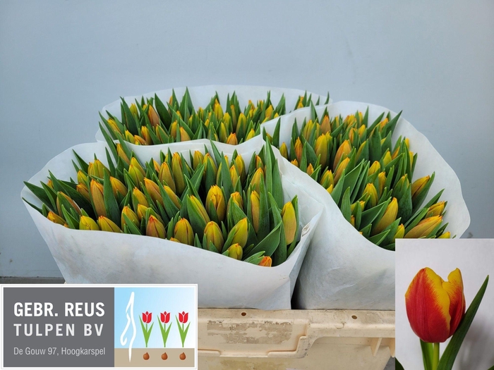 <h4>TU EN DOW JONES</h4>