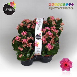Garden Kalanchoe - Pink 4-pack