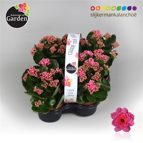 <h4>Garden Kalanchoe - Pink 4-pack</h4>