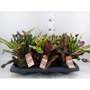 Codiaeum var. GR 'Mammi'