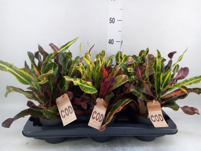 <h4>Codiaeum var. GR 'Mammi'</h4>