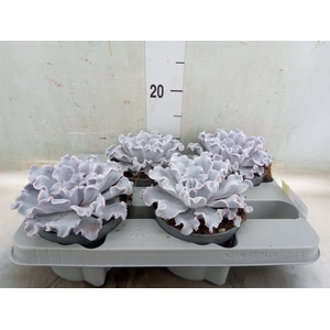 Echeveria   ...