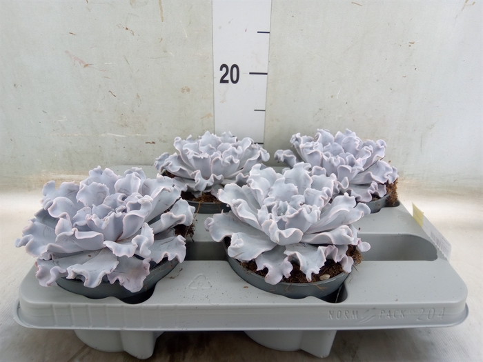 <h4>Echeveria   ...</h4>