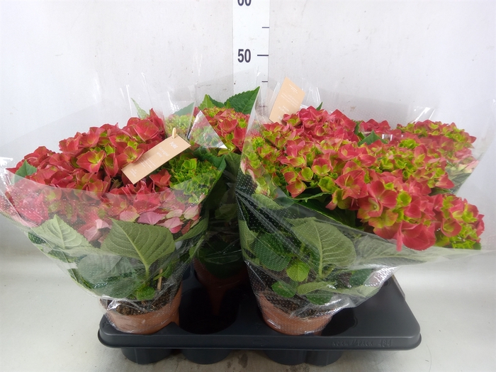 <h4>Hydrangea mac. 'Hi Tornado'</h4>