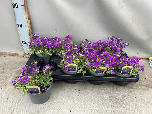 <h4>AUBR BLUE EMPEROR</h4>