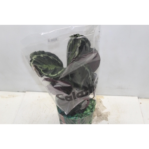CALATHEA MEDALLION P17