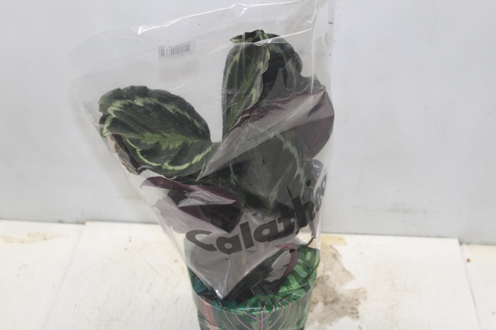 <h4>CALATHEA MEDALLION P17</h4>