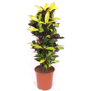 Codiaeum Iceton (Croton)