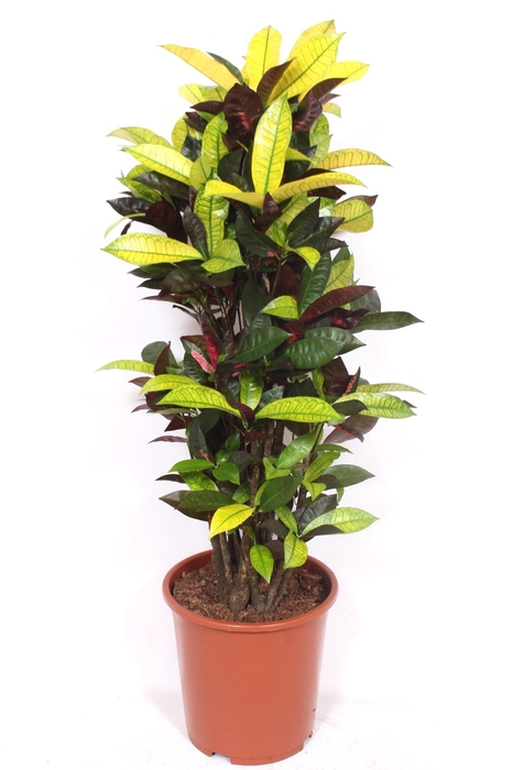 <h4>Codiaeum Iceton (Croton)</h4>