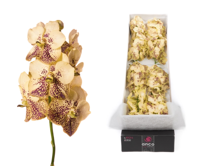 <h4>Vanda 10 tak Yellow Henna</h4>