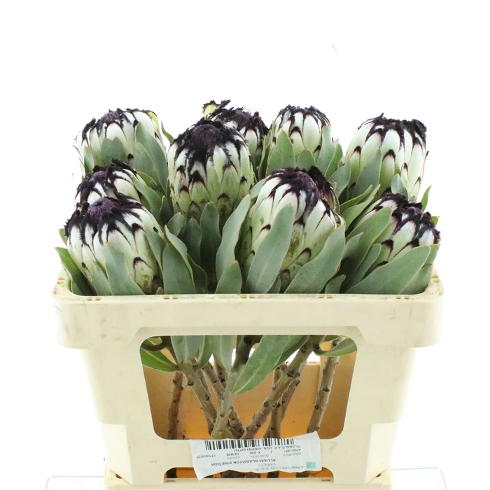 <h4>Protea Niobe</h4>