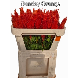 CEL P SUNDAY ORANGE