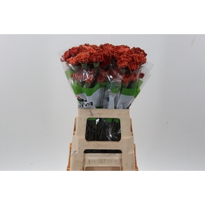Di St Tinted Autumn Orange
