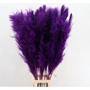 DF Pampas 130cm Dark Lilac
