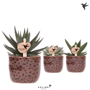 Kolibri Greens Succulenten mix in Leopard pot
