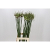 Allium Art