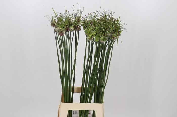<h4>Allium Art</h4>