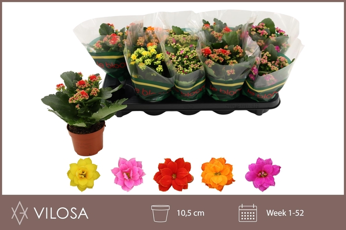 <h4>KAL GE GEM 5 KL</h4>