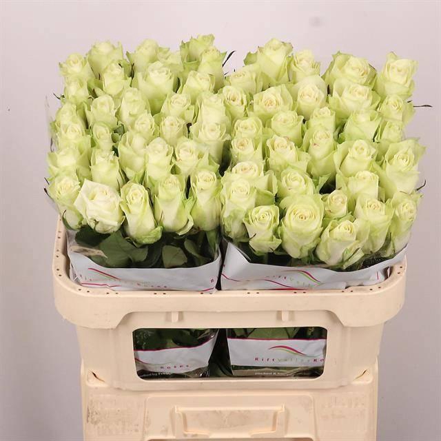 <h4>R GR ATHENA</h4>