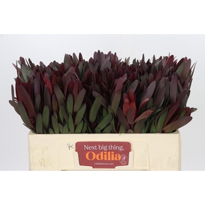 Leucadendron Saf Sunset Dark R.