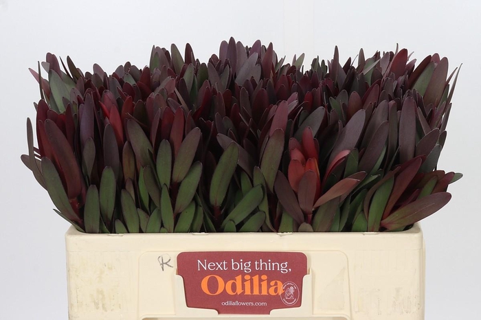 <h4>Leucadendron Saf Sunset Dark R.</h4>